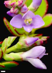 Veronica raoulii. Flowers. Scale = 1 mm.
 Image: P.J. Garnock-Jones © P.J. Garnock-Jones CC-BY-NC 3.0 NZ